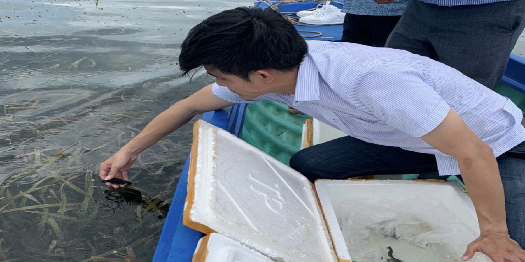 Thả 300 con cá ngựa về vùng thảm cỏ biển Phú Quốc